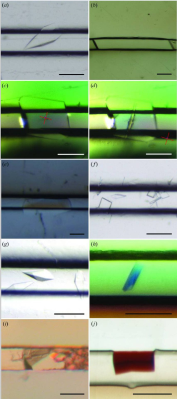 Examples of Crystals Obtained in Crystal Chip